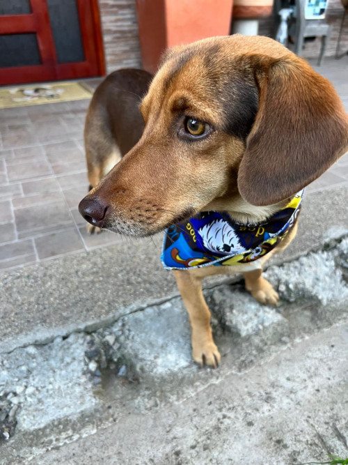 Canela