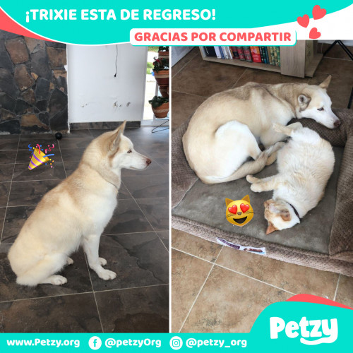 Foto de mascota Trixie