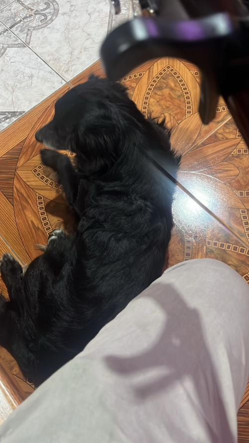 Negro O Negrito