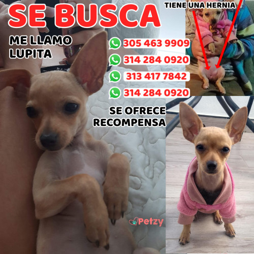 Foto de mascota Lupita