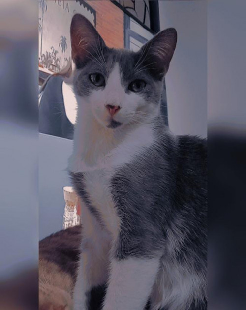 Milo
