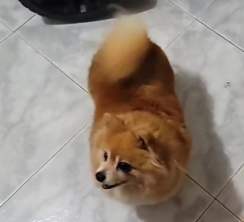 Foxy