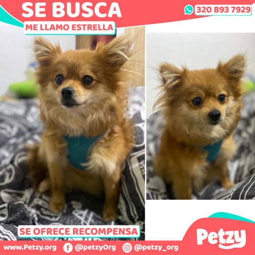 Foto de mascota Estrella