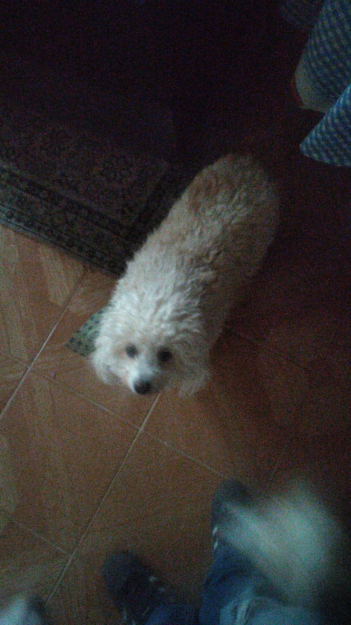 Treicy