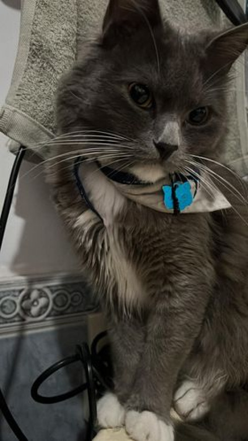Merlín