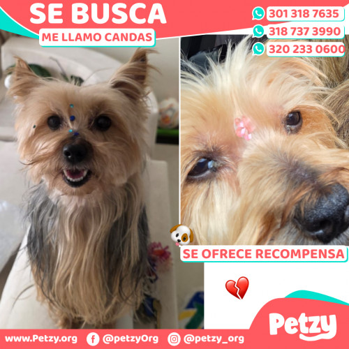 Foto de mascota Candas