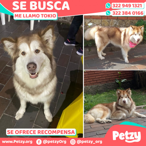 Foto de mascota Tokio