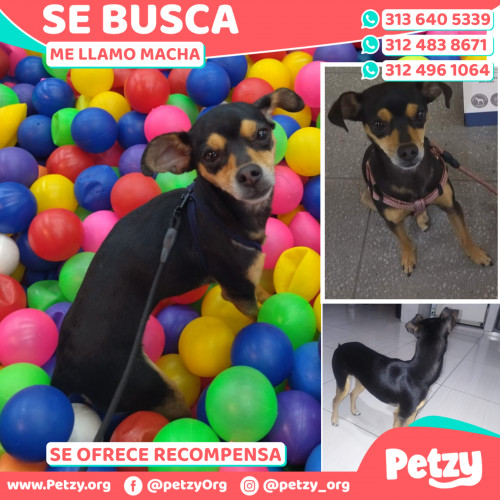 Foto de mascota Macha