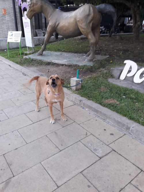 Perla