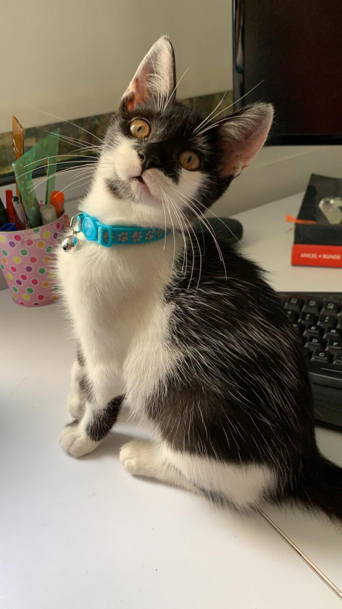 Lulu