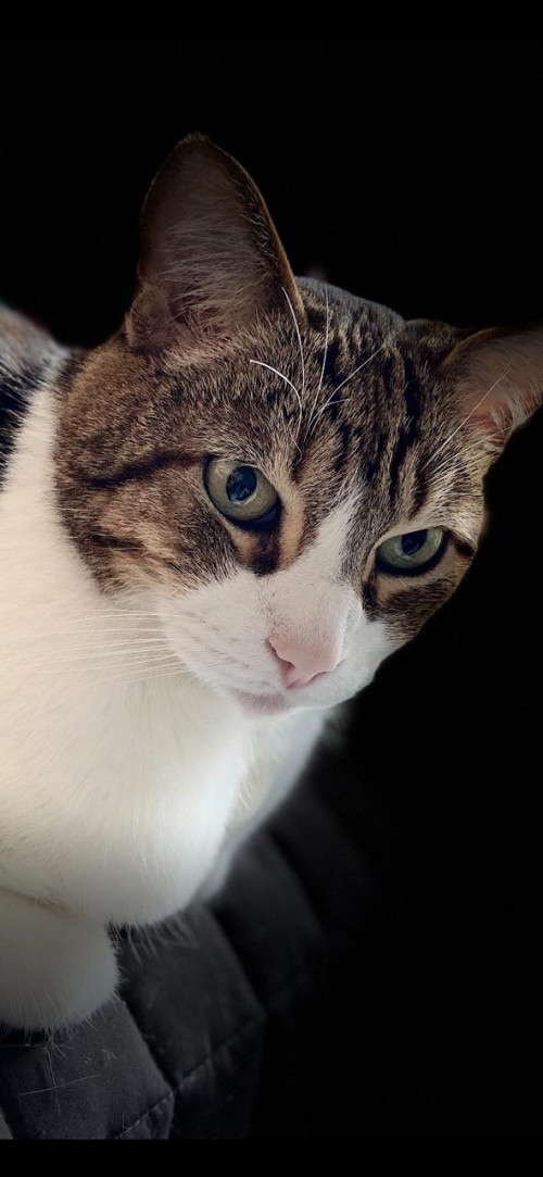 Michi