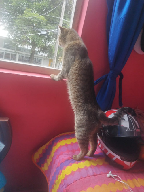 Loky
