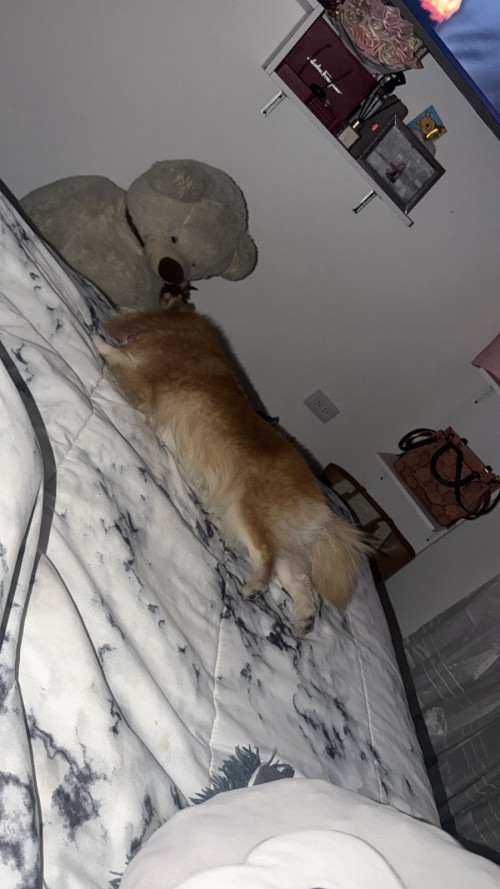 Milu