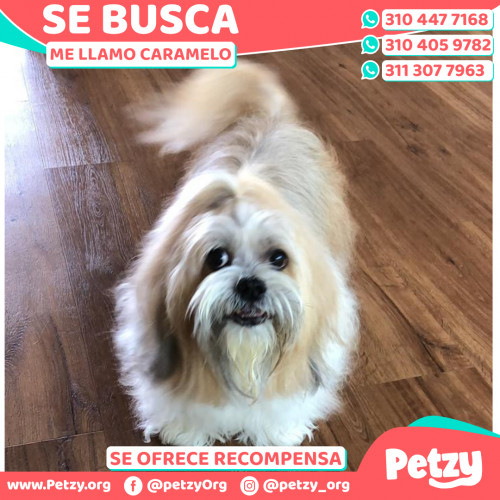 Foto de mascota Caramelo