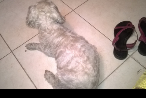 Mechas