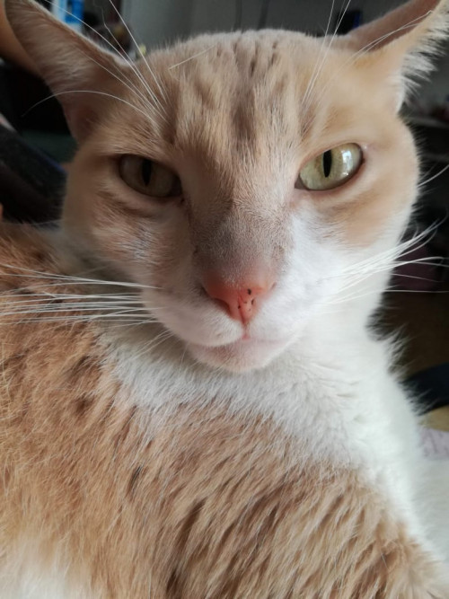 Milo