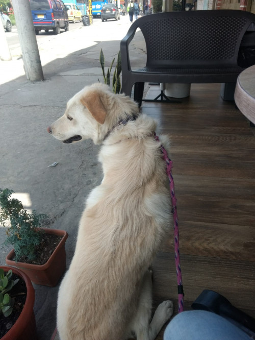 Maya