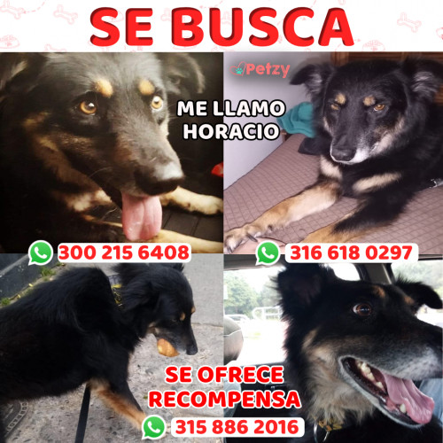 Foto de mascota Lupe