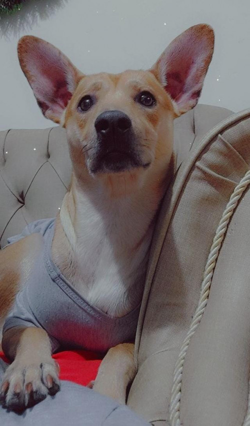 Bruno