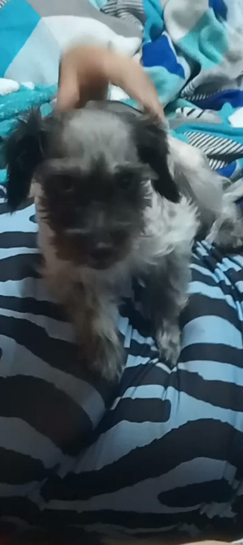 Mechudo