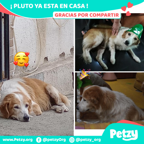 Foto de mascota Pluto