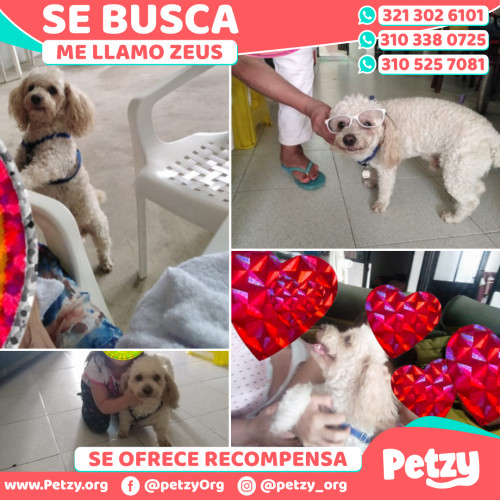 Foto de mascota Zeus