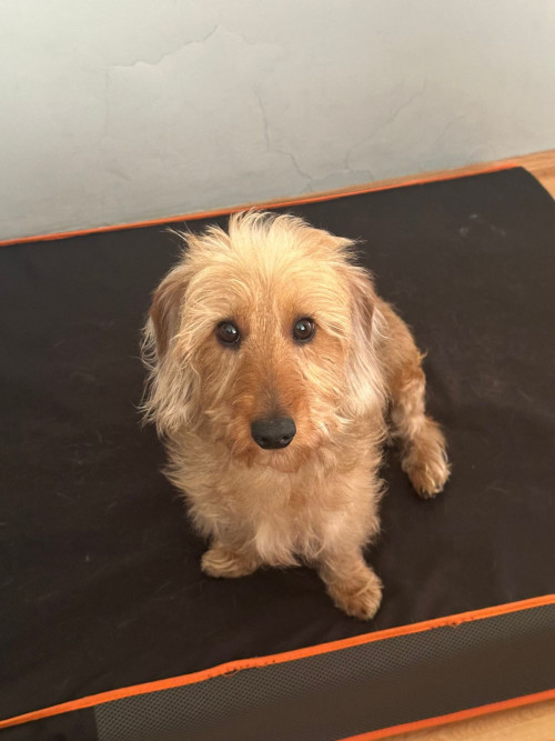 Panchito