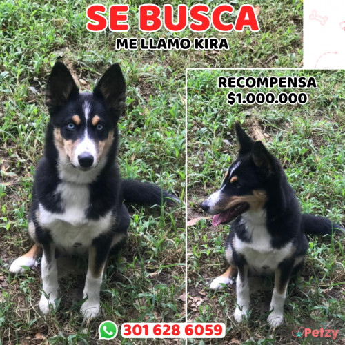 Foto de mascota Kira