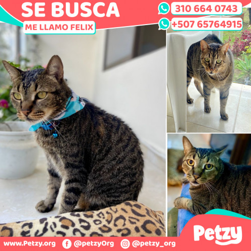 Foto de mascota Felix