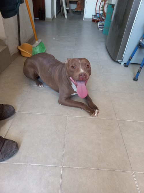 Chocolata