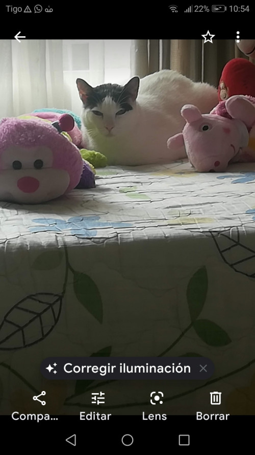 Mimi