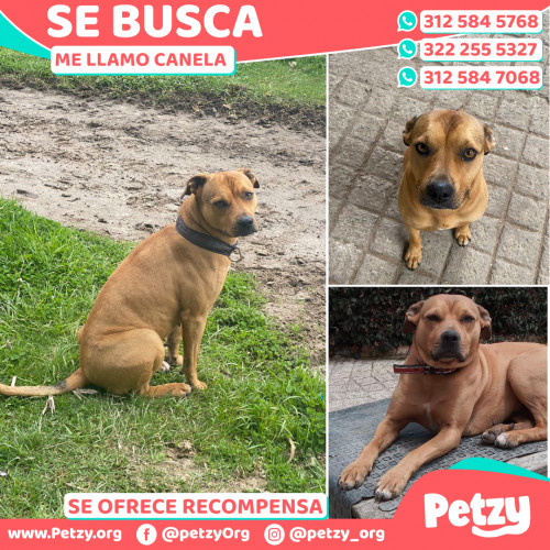 Foto de mascota Canela 