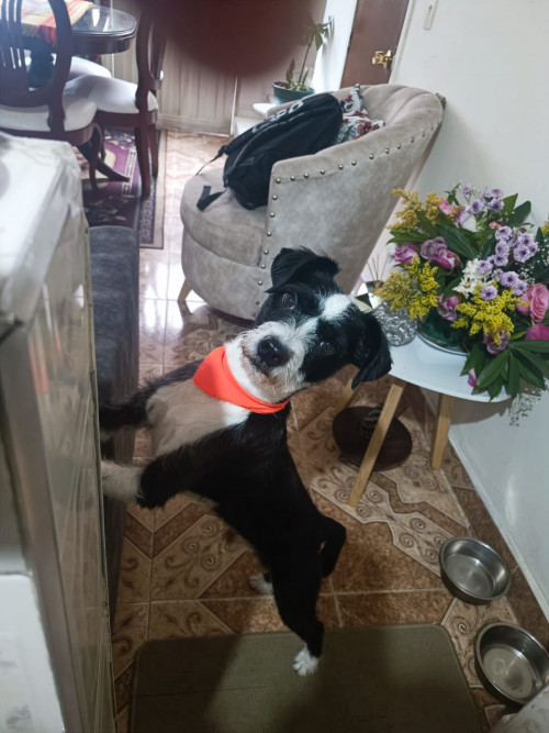 Oliver