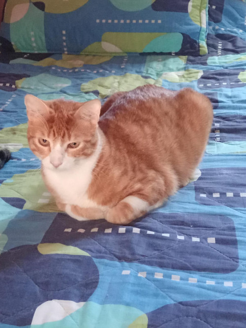 Boris