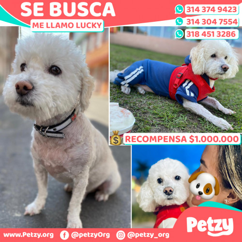 Foto de mascota Lucky