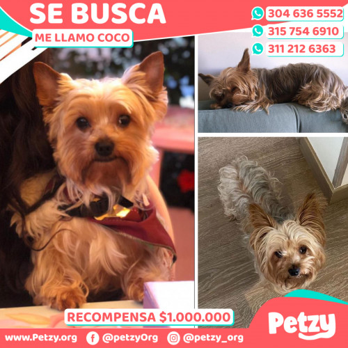 Foto de mascota Coco