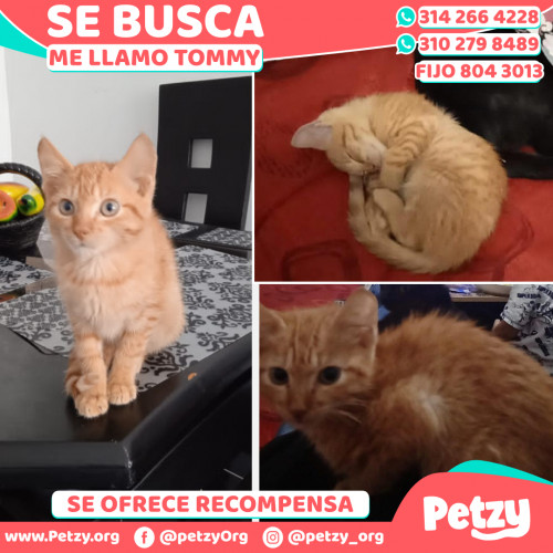 Foto de mascota Tommy