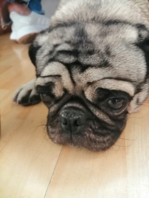 Bruno