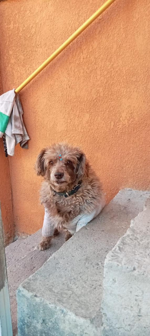 Chocolatina