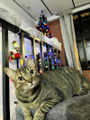 Foto de Kitty en Manizales Caldas #1