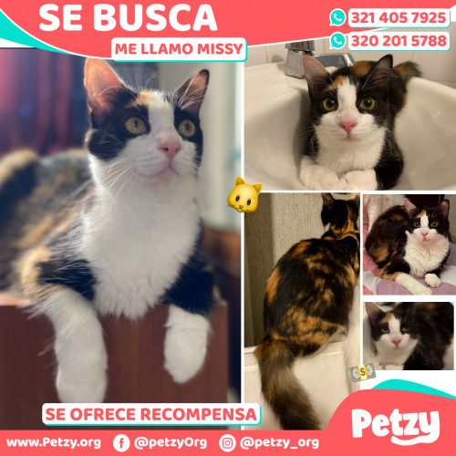 Foto de mascota Missy