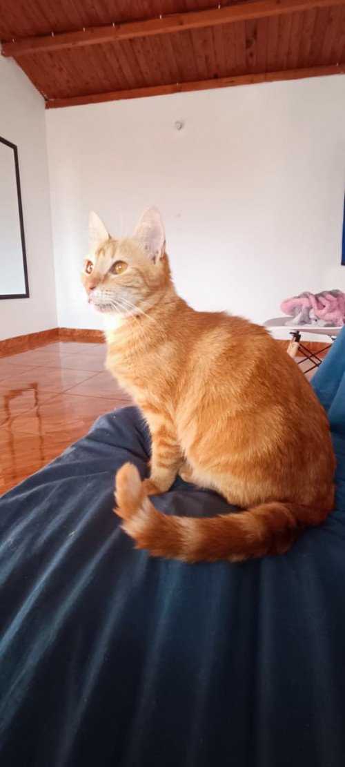 Maqui