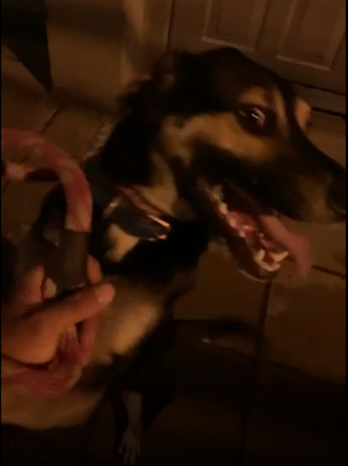 Apolo