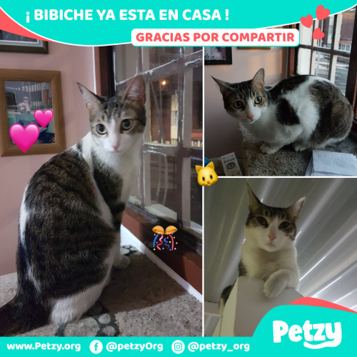 Foto de mascota Bibiche