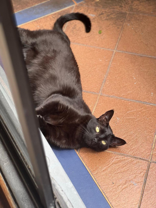 Chimuelita