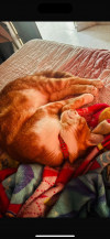 Foto de Tigger en Villavicencio Meta #6