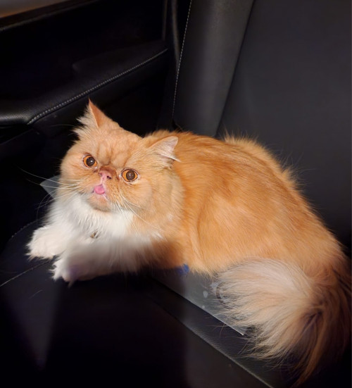 Coco