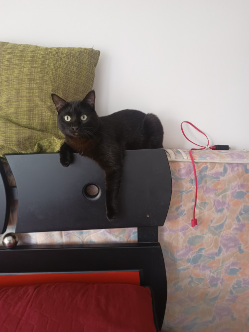 Luci