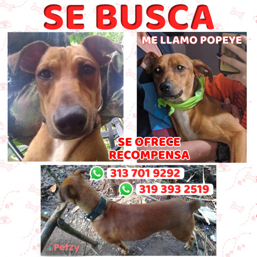 Foto de mascota Popeye