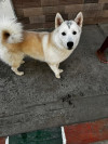 Foto de Rocky en Cali Valle del Cauca #2